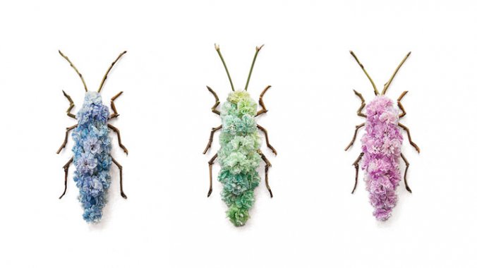 Raku Inoue, Jewel Beetles