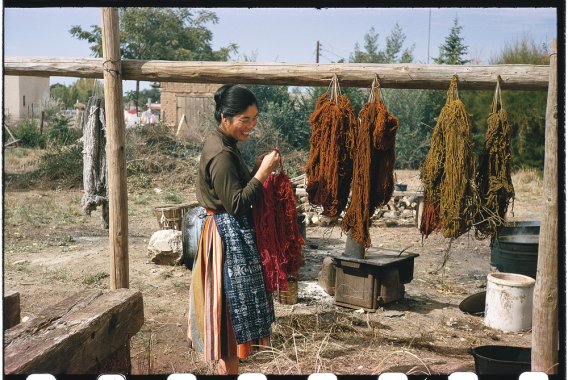 Alice Kagawa Parrott hanging yarn