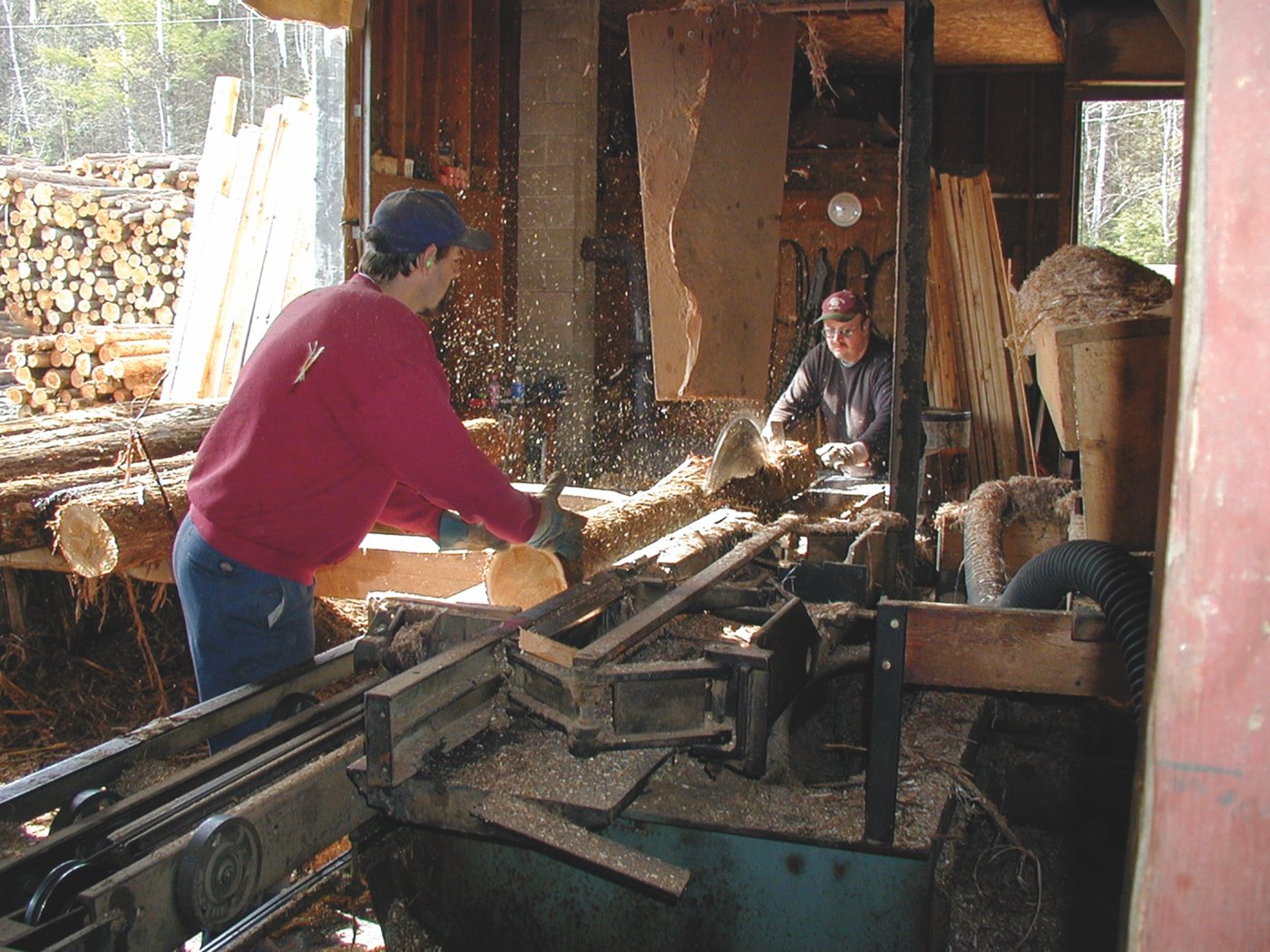 Maine white cedar logs being sawed into boards. 