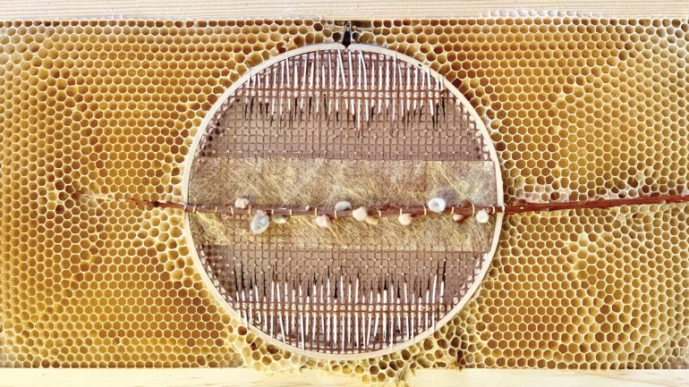 Embroidery hoop artwork with porcupine quill embedded in honeycomb