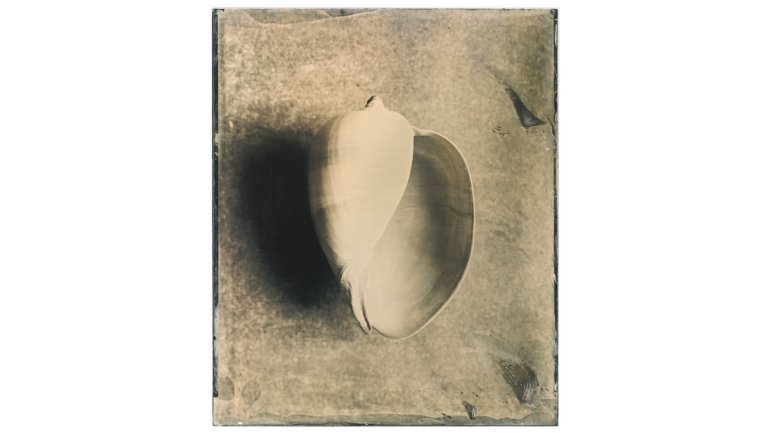 Collodion wet-plate photograph of a shell
