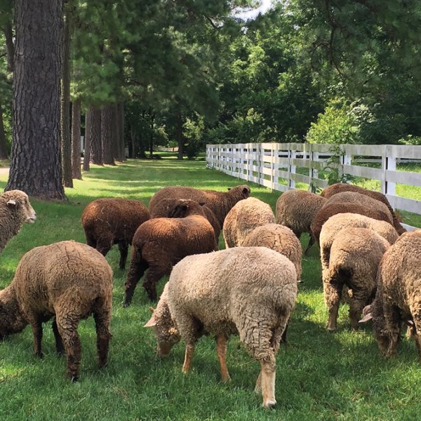 Brown sheep grazing between a tree-lined road and a white fence