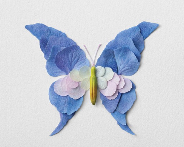 Raku Inoue, Blue Butterfly