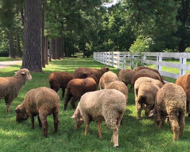Brown sheep grazing between a tree-lined road and a white fence