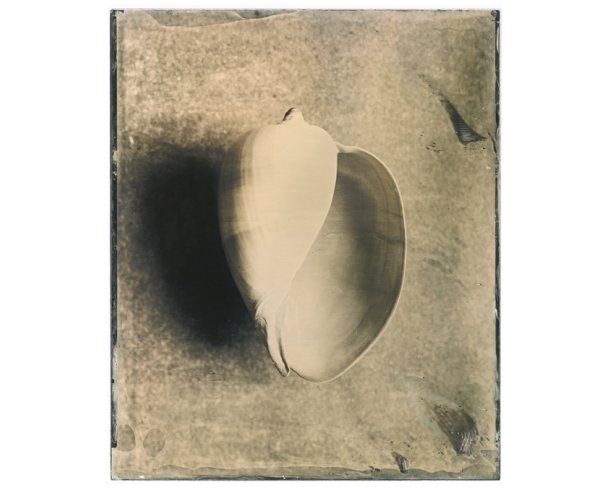 Collodion wet-plate photograph of a shell