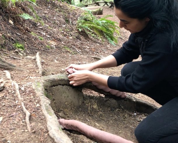 Artist Ashwini Bhat making a clay imprint of tree roots in Armstrong Redwoods Reserve in Sonoma, California